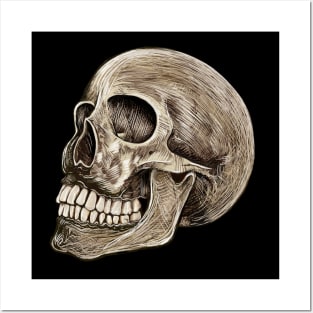 Human Skull Posters and Art